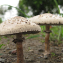Garden Fungi - Chlorophyllum molybdites