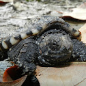 Common Snapping Turtle Hatchling