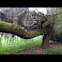 Weeping Blue Atlas Cedar