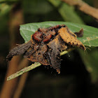 Monkey Slug