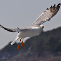  Ring-billed Gull
