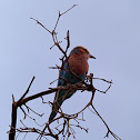 Lilac-Breasted Roller