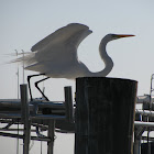 Great Egret
