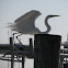 Great Egret