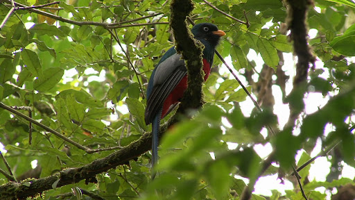 Lattice-tailed_trogon.JPG?imgmax=512 (47265 bytes)