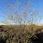 Velvet Mesquite
