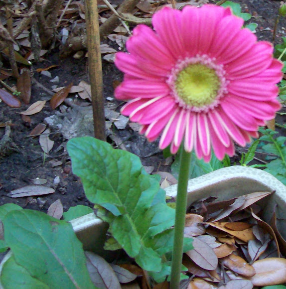 Spotting Image 1