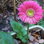 Gerber daisy