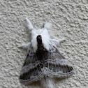 Velleda Lappet Moth