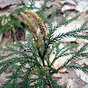Ground-pine
