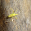 Reduviidae