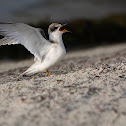 Least Tern