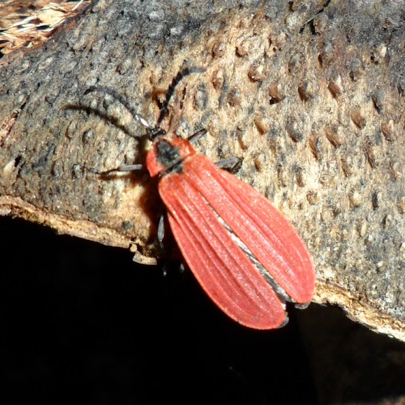 Spotting Image 1