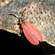 Net-winged Beetle