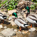 Mallard
