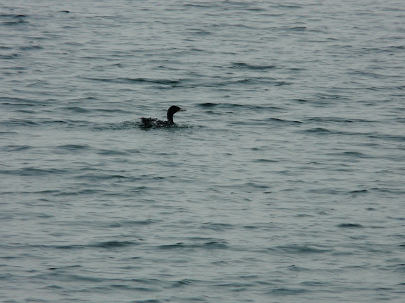 Spotting Image 1