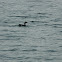 Loon