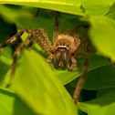 Brown Huntsman Spider