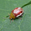 Sumac Flea Beetle