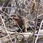 Song Sparrow