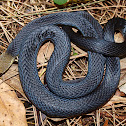 Marsh Snake