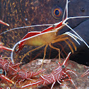 Skunk cleaner shrimp