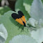 Lichen Moth