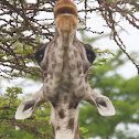 Maasai Giraffe