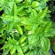 Basil
