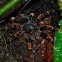 Megaphobema mesomelas