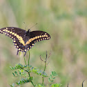 Black Swallowtail