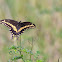 Black Swallowtail