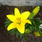 Lily