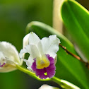 Orchid