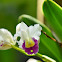 Orchid