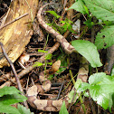 Southern Copperhead