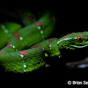 Pit viper