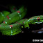 Pit viper