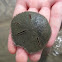 Sand dollar