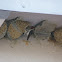 Cliff Swallow