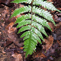 Virginia Chain Fern