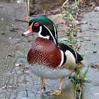 Wood duck