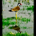 Red Wattled Lapwing