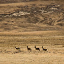 Tibetan gazelle