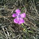 Dianthus