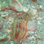 Red-tipped Fireworm