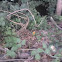Jack-in-the-Pulpit?