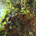 loquat tree