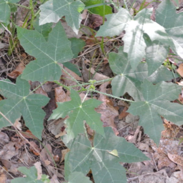 Texas Bull Nettle Project Noah