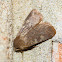Reddish speckled dart